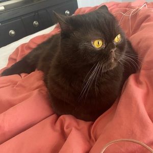 Meet your Posher, Isabelle